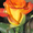 Розы саженцы голландские сорта - Изображение #2, Объявление #393177
