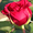 Розы саженцы голландские сорта #393177