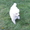 Эксклюзивное предложение щенок акита ину редкого белого окраса #375453