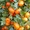 Продажа мандарин хурмы в Абхазии и Адлере - Изображение #3, Объявление #404791