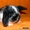 Декоративные кролики, вислоухие барашки. Цена 700 руб, ТОРГ!!! - Изображение #3, Объявление #420180