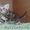 Британские котята мраморного окраса, из питомника Muar*RU (FIFe). - Изображение #1, Объявление #415424