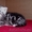 Британские котята мраморного окраса, из питомника Muar*RU (FIFe). - Изображение #4, Объявление #415424