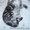 Британские котята мраморного окраса,  из питомника Muar*RU (FIFe). #415424