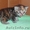 Британские котята мраморного окраса, из питомника Muar*RU (FIFe). - Изображение #3, Объявление #415424