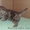 Британские котята мраморного окраса, из питомника Muar*RU (FIFe). - Изображение #2, Объявление #415424