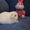 крольчата карликовый вислоухий баран NHD - Изображение #2, Объявление #409191