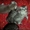 Резервирование-продажа котят брид-класса из питомника - Изображение #1, Объявление #433982