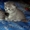 Резервирование-продажа котят брид-класса из питомника - Изображение #3, Объявление #433982