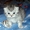 Резервирование-продажа котят брид-класса из питомника - Изображение #2, Объявление #433982