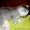 рекламные ВИСКАС британские котята брид-класса под племенное разведение #473494