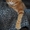 Котята самой крупной породы кошек МЕЙН-КУН! - Изображение #6, Объявление #495076