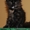 Котята самой крупной породы кошек МЕЙН-КУН! - Изображение #7, Объявление #495076
