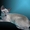 Сиамские (ориентальные) котята - Изображение #1, Объявление #485628