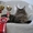 Котята самой крупной породы кошек МЕЙН-КУН! - Изображение #2, Объявление #495076