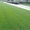Готовый рулонный газон - Изображение #1, Объявление #488008