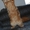 Котята самой крупной породы кошек МЕЙН-КУН! - Изображение #3, Объявление #495076