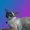 Сиамские (ориентальные) котята - Изображение #2, Объявление #485628
