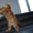 Котята самой крупной породы кошек МЕЙН-КУН! - Изображение #4, Объявление #495076