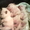 шарпея щенки от белых до черных - Изображение #4, Объявление #499621