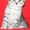 Шотландские вислоухие, страйты,  из питомникабританские короткошерстные котята - Изображение #5, Объявление #508896