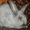 Продаю чистопородных кроликов #515735