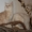 Шотландские вислоухие, страйты,  из питомникабританские короткошерстные котята - Изображение #3, Объявление #508896