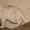 Шотландские вислоухие,  страйты,   из питомникабританские короткошерстные котята #508896