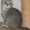 Шотландские вислоухие, страйты,  из питомникабританские короткошерстные котята - Изображение #4, Объявление #508896