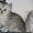 Шотландские вислоухие, страйты,  из питомникабританские короткошерстные котята - Изображение #7, Объявление #508896