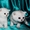 Шотландские вислоухие, страйты,  из питомникабританские короткошерстные котята - Изображение #6, Объявление #508896