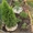 Продаем уютную квартиру с садом в центре Сочи 31кв.м. 4 000 000р., пол - Изображение #6, Объявление #526109