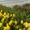 Тюльпаны к 8 марта (опт/розница) - Изображение #5, Объявление #553520