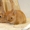 Кролики - Цветные карлики - Изображение #2, Объявление #536414