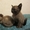 Бурманские котята c шелковистой шубкой #549354