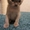 Бурманские котята c шелковистой шубкой - Изображение #2, Объявление #549354