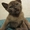 Бурманские котята c шелковистой шубкой - Изображение #1, Объявление #549354