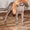 Веймарская легавая щенки ,, - Изображение #2, Объявление #600968