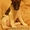 Щенок гладкошерстного фокстерьера(девочка) - Изображение #3, Объявление #592154