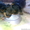 Гламурные Щенки Йоркширского терьера - Изображение #6, Объявление #636995