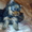 Гламурные Щенки Йоркширского терьера - Изображение #2, Объявление #636995