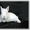 Декоративные Кролики, Карликовые Кролики - Изображение #5, Объявление #437395