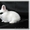 Декоративные Кролики, Карликовые Кролики - Изображение #3, Объявление #437395