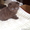 клубные вислоухие котята с документами - Изображение #1, Объявление #620993