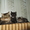 Сибирские котята от титуованных родителей #640593