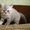 продам 2 шотландских котят  - Изображение #1, Объявление #636674