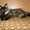 Котята мейн кун -питомник Best Company - Изображение #1, Объявление #645404