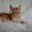 Котята мейн кун -питомник Best Company - Изображение #3, Объявление #645404