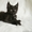 Котята мейн кун -питомник Best Company - Изображение #2, Объявление #645404
