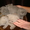 продажа котят шотланские короткошерстные - Изображение #2, Объявление #689553